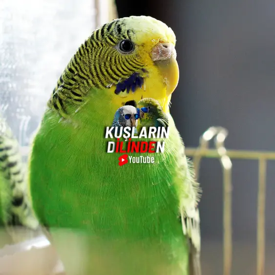 Muhabbet Kuşu Hastalıklarına Karşı Kapsamlı Önlemler