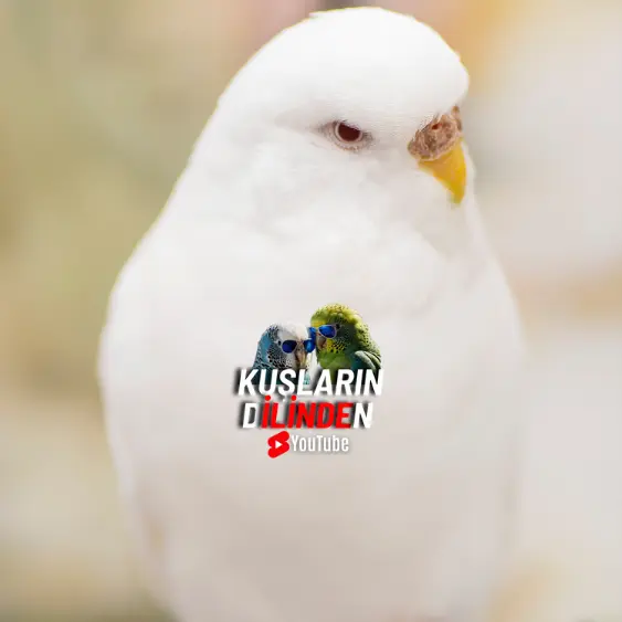 Albino Muhabbet Kuşu 3 Albino Muhabbet Kuşu