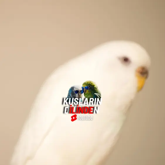 Albino Muhabbet Kuşu 4 Albino Muhabbet Kuşu