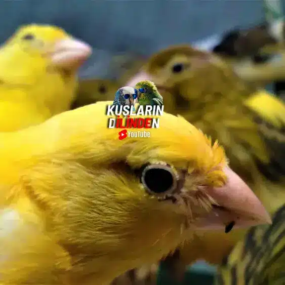 Kanarya Evde Serbest Bırakılır Mı?