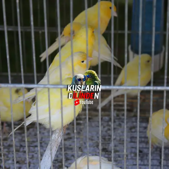 Kanarya Hastalıkları