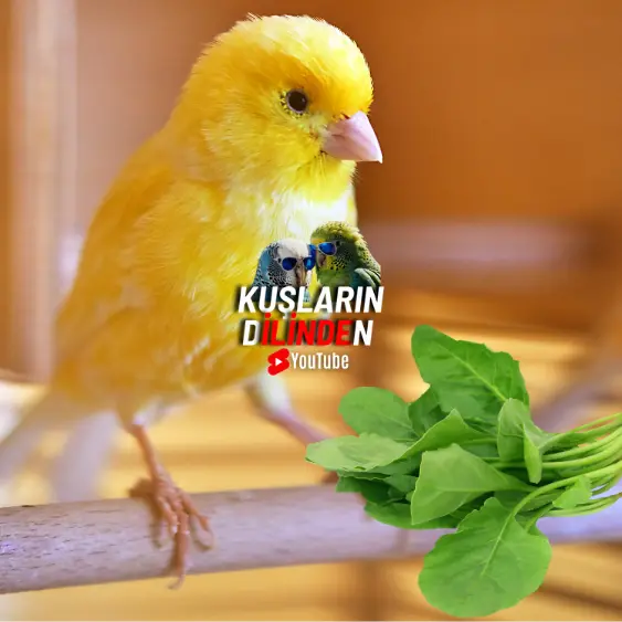 Kanarya Ispanak Yer Mi