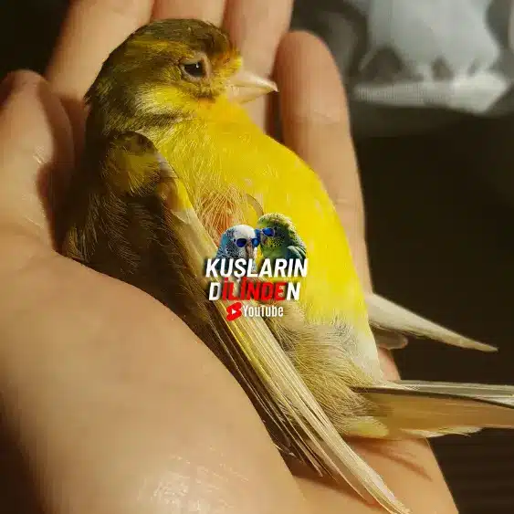 Kanaryalar kaç yıl yaşar? 2 Kanaryalar kaç yıl yaşar?