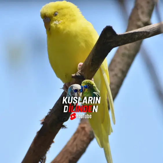 Lutino Muhabbet Kuşu 5 Lutino Muhabbet Kuşu