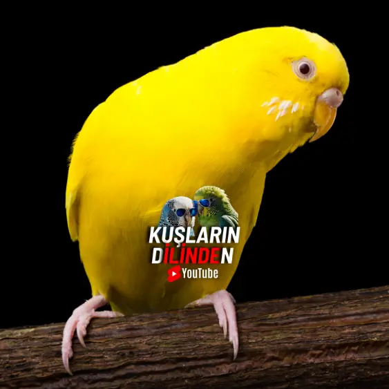 Lutino Muhabbet Kuşu 3 Lutino Muhabbet Kuşu
