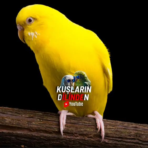 Lutino Muhabbet Kuşu 4 Lutino Muhabbet Kuşu