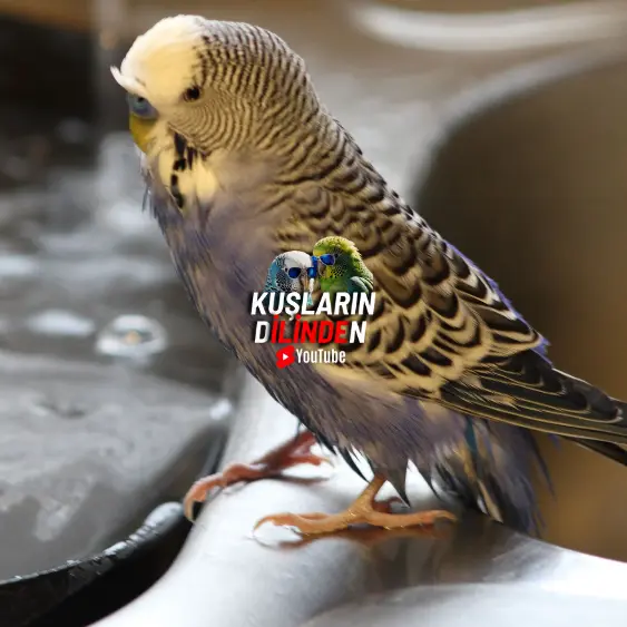 Muhabbet Kuşları Ne Sıklıkla Banyo Yapmalı? 