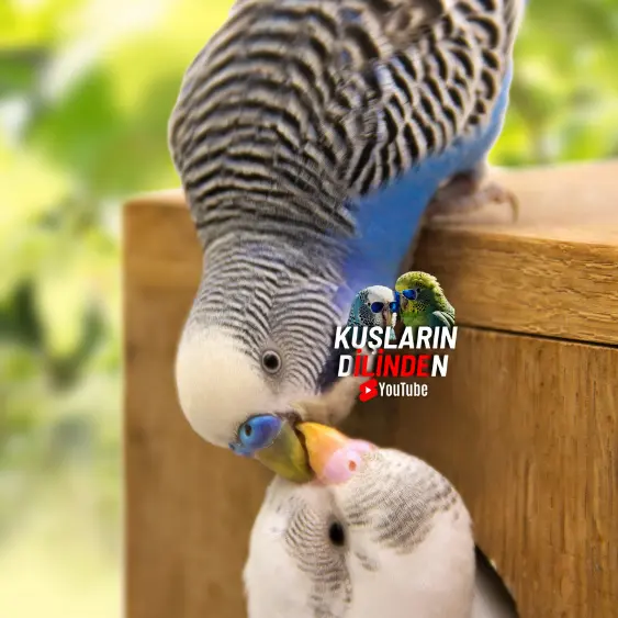Muhabbet Kuşlarında Yavru Kaybı ve Nedenleri