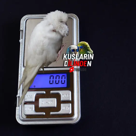 Muhabbet Kuşlarının İdeal Ağırlığı 3 Muhabbet Kuşlarının İdeal Ağırlığı