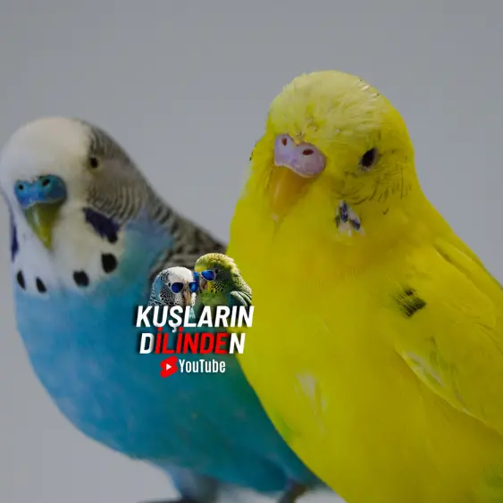 Muhabbet Kuşlarının Üreme Başarısını Etkileyen Genetik Faktörler