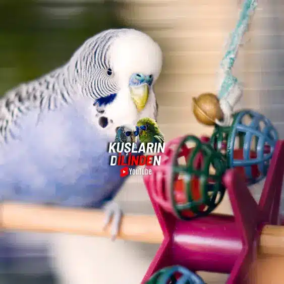 Muhabbet Kuşu Kafesinde Oyuncak Olmalı Mı?