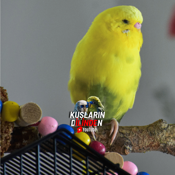 Muhabbet Kuşu Suyu Kaç Günde Bir Değişmeli ?