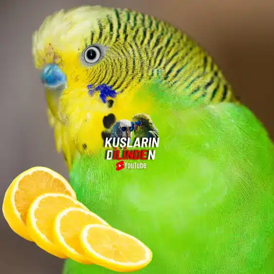 Muhabbet Kuşu Suyuna Limon Sıkılır Mı? 