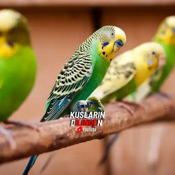 Muhabbet Kuşum Yumurtlamıyor Ne Yapmalıyım ?