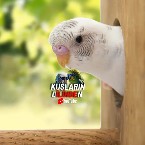 Muhabbet Kuşunun Ömrünü Uzatma 2 Muhabbet Kuşunun Ömrünü Uzatma
