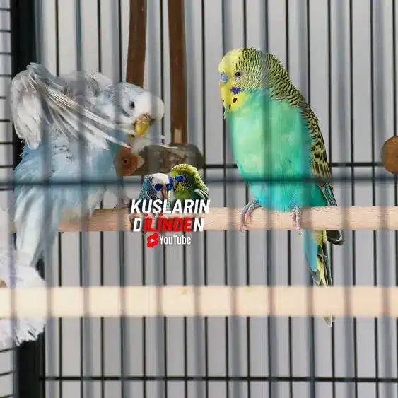 Muhabbet kuşu kafesinde kaç tünek olmalı?