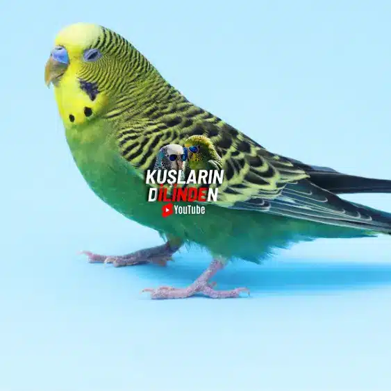 Muhabbet kuşum neden yem yerken gözlerini kapatıyor?