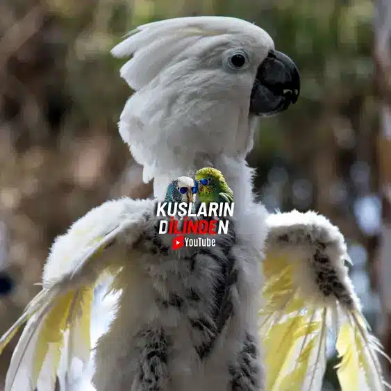 Papağan Hastalıkları ve Belirtileri