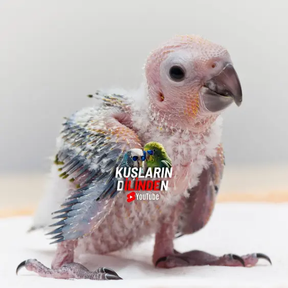 Papağan Yavru Bakımı