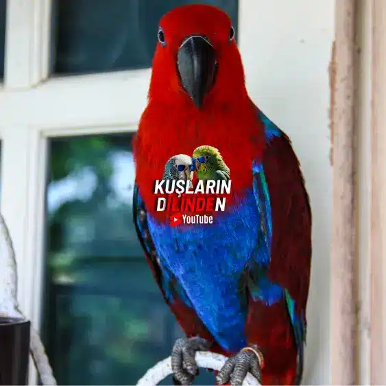 Papağanlarda Davranış Bozuklukları