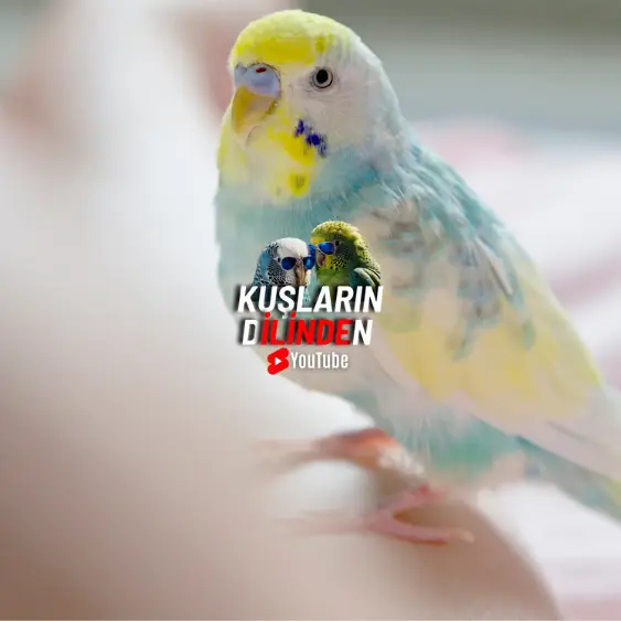 Rainbow Muhabbet Kuşu 4 Rainbow Muhabbet Kuşu