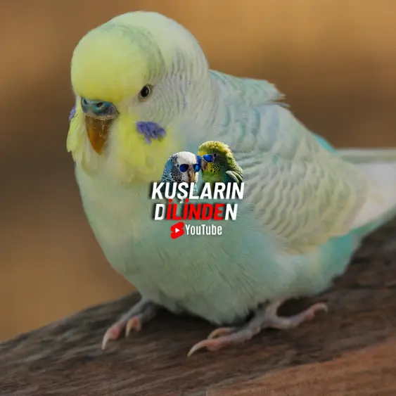 Rainbow Muhabbet Kuşu 5 Rainbow Muhabbet Kuşu