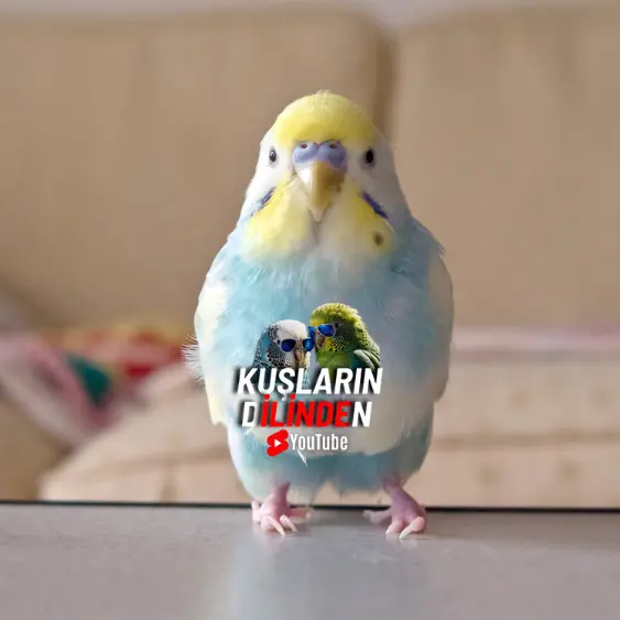 Rainbow Muhabbet Kuşu 2 Rainbow Muhabbet Kuşu