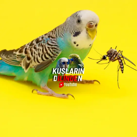 Sivrisinekler Muhabbet Kuşlarına Zarar Verebilir mi?