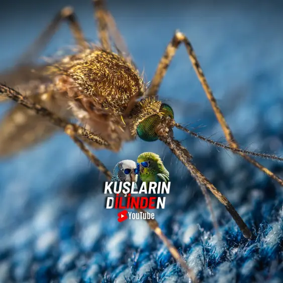 Sivrisinekler Muhabbet Kuşlarına Zarar Verebilir mi? 3 Sivrisinekler Muhabbet Kuşlarına Zarar Verebilir mi