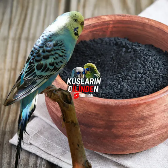 Muhabbet Kuşları Çörek Otu Yer mi? 2 Muhabbet Kuşları Çörek Otu Yer mi?