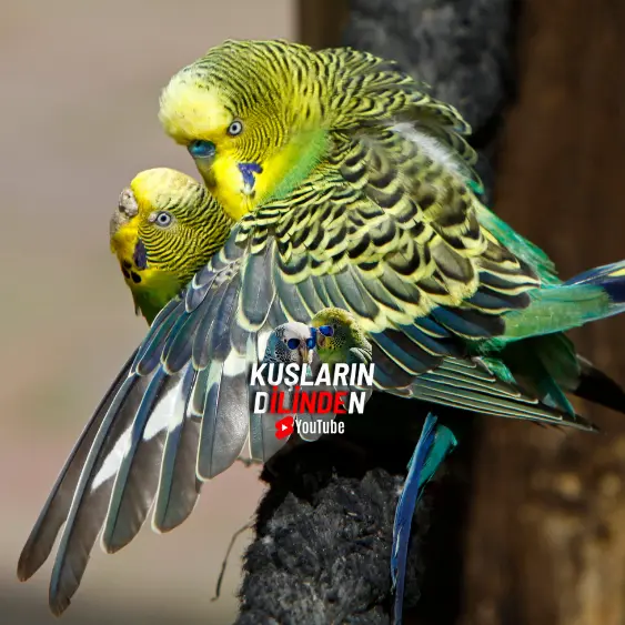 Erkek Muhabbet Kuşu Çiftleşmek İstiyor Dişi İstemiyor Ne Yapmalıyım? 2 Erkek Muhabbet Kuşu Çiftleşmek İstiyor, Dişi İstemiyor, Ne Yapmalıyım