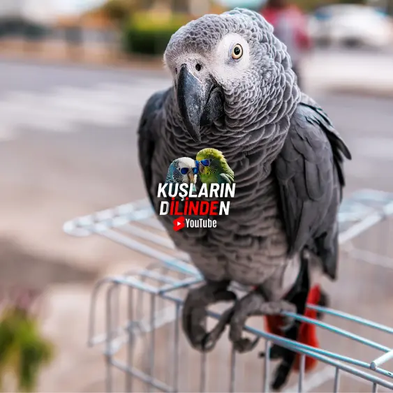 Jako Papağanı Hastalıkları ve Hastalık Belirtileri