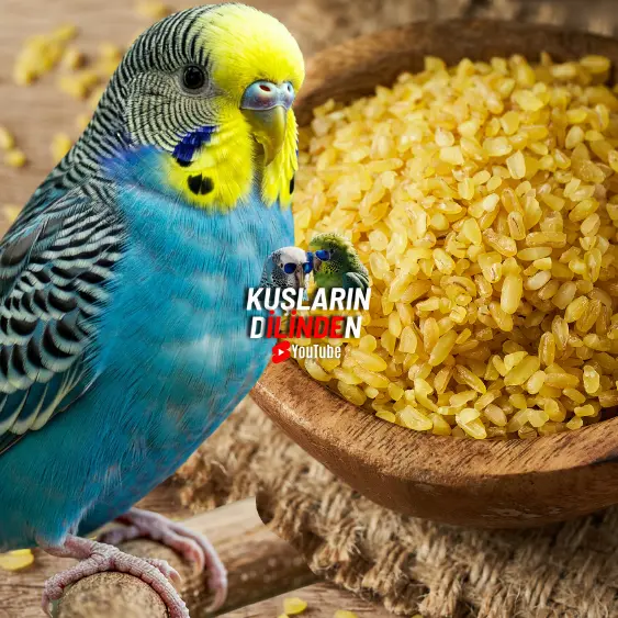 Muhabbet Kuşları Bulgur Yer Mi? 2 Muhabbet Kuşları Bulgur Yer Mi