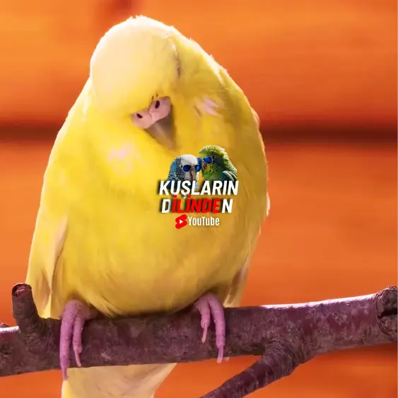 Muhabbet Kuşları İçin Doğal Antibiyotikler