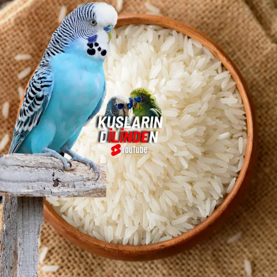 Muhabbet Kuşları Pirinç Yer Mi? 2 Muhabbet Kuşları Pirinç Yer Mi