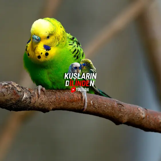Muhabbet Kuşlarında Kabuklu Dışkı