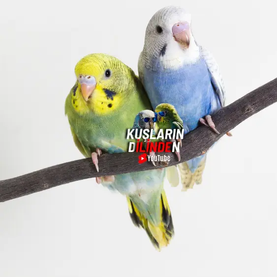 Muhabbet Kuşlarını Birbirlerine Alıştırma Yolları 2 Muhabbet Kuşlarını Birbirlerine Alıştırma Yolları