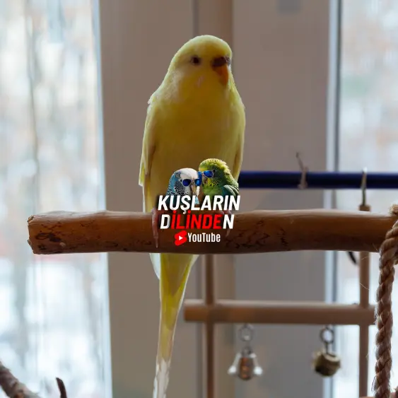 Muhabbet Kuşumun Kanadı Kırıldı Ne Yapmalıyım? 2 Muhabbet Kuşumun Kanadı Kırıldı Ne Yapmalıyım?