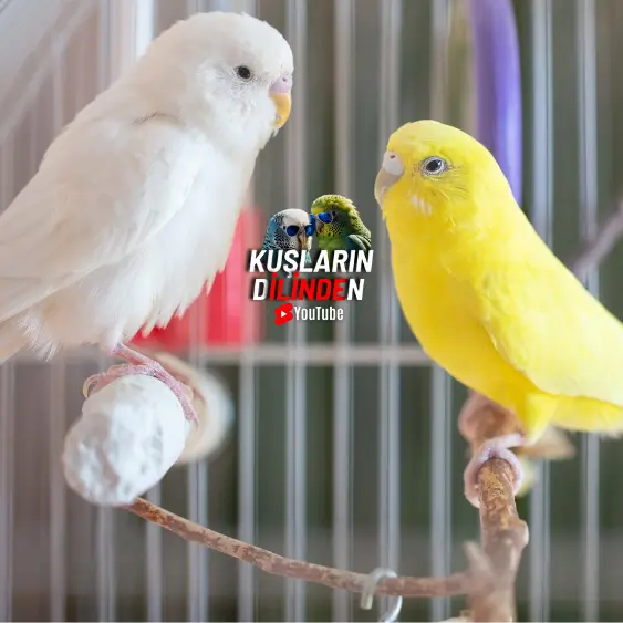 Muhabbet Kuşu Üretim Mevsimi Ne Zaman Başlar? 2 Muhabbet Kuşu Üretim Mevsimi Ne Zaman Başlar