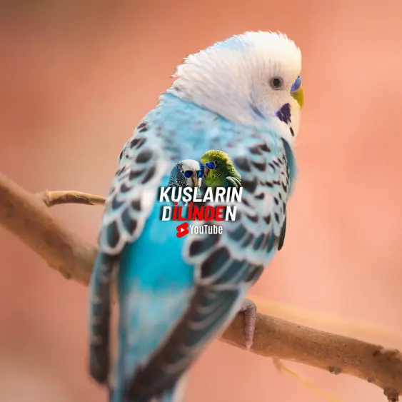 Muhabbet Kuşum Nefes Almakta Zorlanıyor, Ne Yapmalıyım? 2 Muhabbet Kuşum Nefes Almakta Zorlanıyor, Ne Yapmalıyım