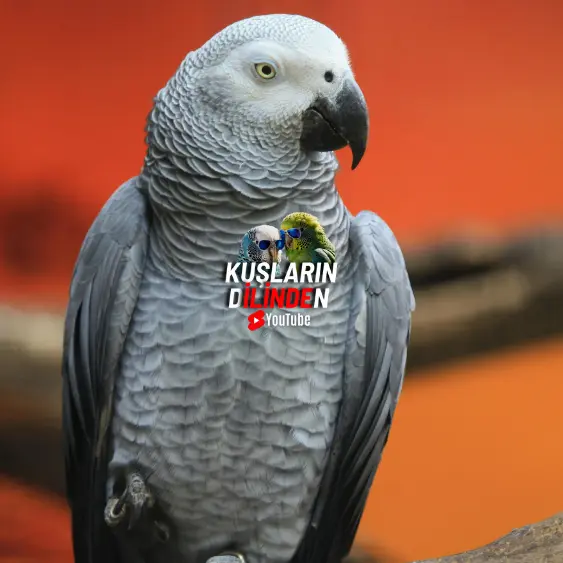 Papağanlar Rüya Görür Mü?