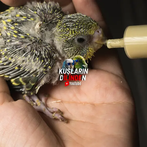 Yavru Muhabbet Kuşu Kursağı Nasıl Kontrol Edilir?