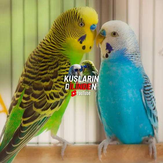 2 Muhabbet Kuşu Aynı Kafeste Konuşur Mu? 2 2 Muhabbet Kuşu Aynı Kafeste Konuşur Mu
