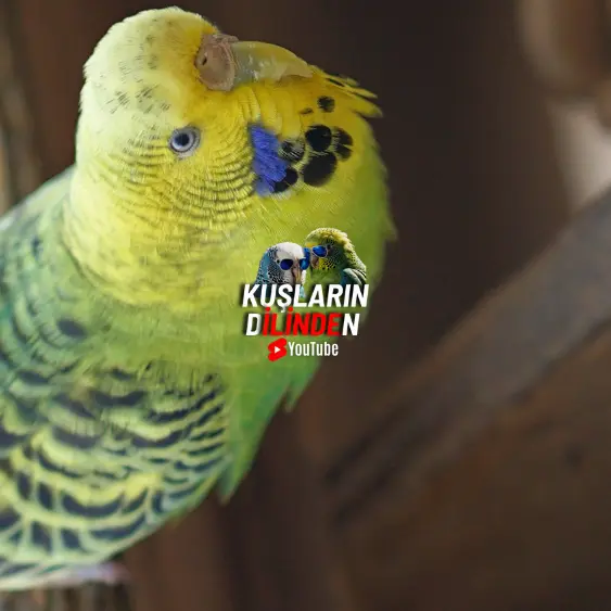 Dişi Muhabbet Kuşu Kızışma Belirtileri 2 Dişi Muhabbet Kuşu Kızışma Belirtileri