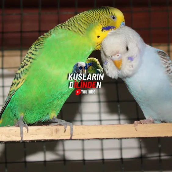 Dişi Muhabbet Kuşu Neden Yuvaya Girip Çıkar?
