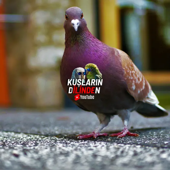 Güvercin Hangi Renkten Korkar?