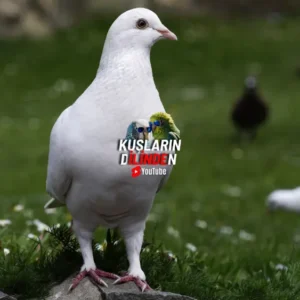Güvercin Hastalıkları ve Belirtileri