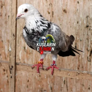 Güvercin Özellikleri Nelerdir