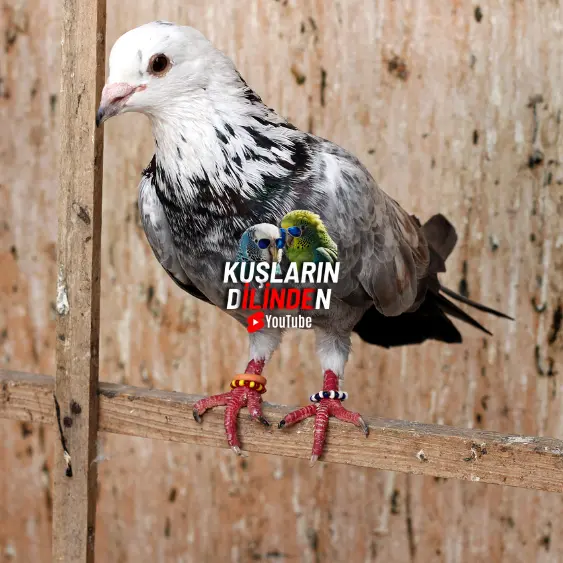 Güvercin Özellikleri Nelerdir? 2 Güvercin Özellikleri Nelerdir