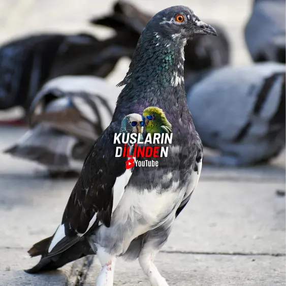 Güvercin için Sarımsak Neden Önemli ?